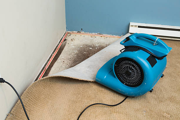 Best Water damage contractors near me  in Quinnesec, MI